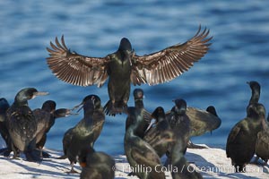 Brandts cormorant spreads its wings wide as it slows before landing on seacliffs alongside California brown pelicans.