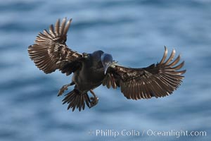 Brandts cormorant spreads its wings wide as it slows before landing on seacliffs alongside California brown pelicans, Phalacrocorax penicillatus, La Jolla