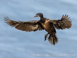 Brandt's cormorant cormorant in flight, Phalacrocorax penicillatus, La Jolla, California