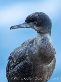 Brandts Cormorant portrait in shade, over the ocean, Phalacrocorax penicillatus, La Jolla, California