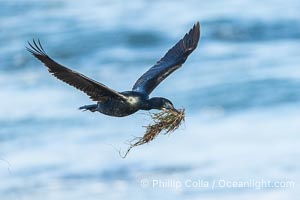 Brandts Cormorant with Nesting Material In Flight, La Jolla, California