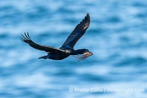 Brandts Cormorant with Nesting Material In Flight, La Jolla, California