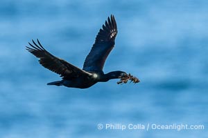 Brandts Cormorant with Nesting Material In Flight, La Jolla, California
