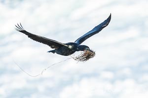 Brandts Cormorant with Nesting Material In Flight, La Jolla, California
