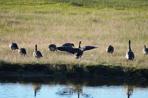Canada geese along the Yellowstone River, Branta canadensis, Hayden Valley, Yellowstone National Park, Wyoming