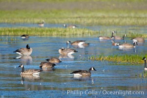 Canada geese along the Yellowstone River, Branta canadensis, Hayden Valley, Yellowstone National Park, Wyoming