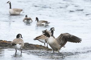 Canada geese on the Yellowstone River, Branta canadensis, Yellowstone National Park, Wyoming