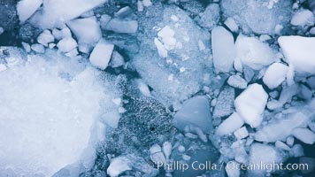 Brash ice floats on cold, dark Antarctic waters, Cierva Cove