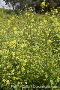 Black mustard, Batiquitos Lagoon, Carlsbad, Brassica nigra