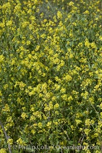 Black mustard, Batiquitos Lagoon, Carlsbad, Brassica nigra