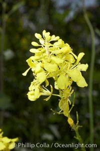 Black mustard, Batiquitos Lagoon, Carlsbad, Brassica nigra