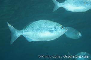 Brassy chub, Kyphosus vaigiensis, Maui