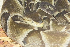 Brazilian lancehead snake, a  pit viper with a highly potent venom, Bothrops moojeni