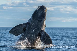 Breaching Southern Right Whale, Eubalaena australis, Golfo Nuevo, Peninsula Valdes, Argentina. By permission of the Government of Argentina, Chubut, permit # 51 / 2025-SsCyA, Eubalaena australis, Puerto Piramides Breaching Southern Right Whale, Eubalaena australis, Golfo Nuevo, Peninsula Valdes, Argentina. By permission of the Government of Argentina, Chubut, permit # 51 / 2025-SsCyA, Eubalaena australis, Puerto Piramides