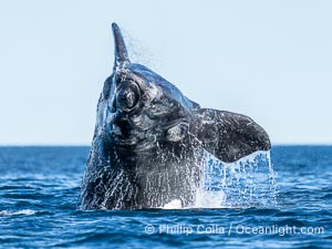 Breaching Southern Right Whale, Eubalaena australis, Golfo Nuevo, Peninsula Valdes, Argentina. By permission of the Government of Argentina, Chubut, permit # 51 / 2025-SsCyA, Eubalaena australis, Puerto Piramides