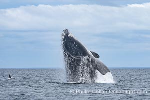 Breaching Southern Right Whale, Eubalaena australis, Golfo Nuevo, Peninsula Valdes, Argentina. By permission of the Government of Argentina, Chubut, permit # 51 / 2025-SsCyA, Eubalaena australis, Puerto Piramides