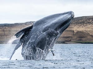 Breaching Southern Right Whale, Eubalaena australis, Golfo Nuevo, Peninsula Valdes, Argentina. By permission of the Government of Argentina, Chubut, permit # 51 / 2025-SsCyA, Eubalaena australis, Puerto Piramides