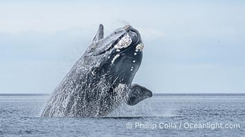 Breaching Southern Right Whale, Eubalaena australis, Golfo Nuevo, Peninsula Valdes, Argentina. By permission of the Government of Argentina, Chubut, permit # 51 / 2025-SsCyA, Eubalaena australis, Puerto Piramides