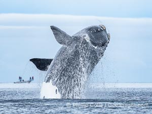 Breaching Southern Right Whale, Eubalaena australis, Golfo Nuevo, Peninsula Valdes, Argentina. By permission of the Government of Argentina, Chubut, permit # 51 / 2025-SsCyA, Eubalaena australis, Puerto Piramides