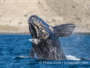 Breaching Southern Right Whale, Eubalaena australis, Golfo Nuevo, Peninsula Valdes, Argentina. By permission of the Government of Argentina, Chubut, permit # 51 / 2025-SsCyA, Eubalaena australis, Puerto Piramides