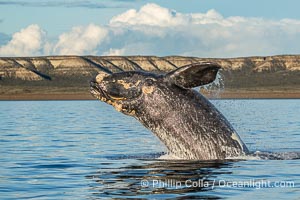 Breaching Southern Right Whale, Eubalaena australis, Golfo Nuevo, Peninsula Valdes, Argentina. By permission of the Government of Argentina, Chubut, permit # 51 / 2025-SsCyA, Eubalaena australis, Puerto Piramides