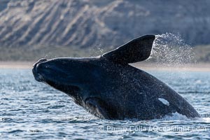 Breaching Southern Right Whale, Eubalaena australis, Golfo Nuevo, Peninsula Valdes, Argentina. By permission of the Government of Argentina, Chubut, permit # 51 / 2025-SsCyA, Eubalaena australis, Puerto Piramides