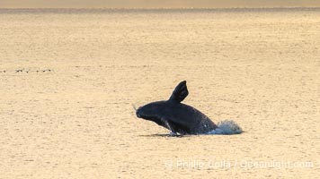Breaching Southern Right Whale, Eubalaena australis, Golfo Nuevo, Peninsula Valdes, Argentina. By permission of the Government of Argentina, Chubut, permit # 51 / 2025-SsCyA, Eubalaena australis, Puerto Piramides