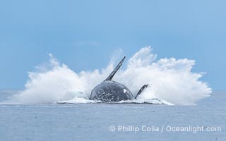 Breaching Southern Right Whale, Eubalaena australis, Golfo Nuevo, Peninsula Valdes, Argentina. By permission of the Government of Argentina, Chubut, permit # 51 / 2025-SsCyA, Eubalaena australis, Puerto Piramides