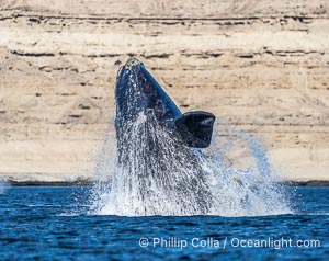 Breaching Southern Right Whale, Eubalaena australis, Golfo Nuevo, Peninsula Valdes, Argentina. By permission of the Government of Argentina, Chubut, permit # 51 / 2025-SsCyA, Eubalaena australis, Puerto Piramides