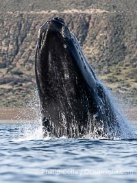 Breaching Southern Right Whale, Eubalaena australis, Golfo Nuevo, Peninsula Valdes, Argentina. By permission of the Government of Argentina, Chubut, permit # 51 / 2025-SsCyA, Eubalaena australis, Puerto Piramides