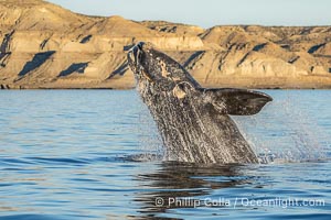Breaching Southern Right Whale, Eubalaena australis, Golfo Nuevo, Peninsula Valdes, Argentina. By permission of the Government of Argentina, Chubut, permit # 51 / 2025-SsCyA, Eubalaena australis, Puerto Piramides
