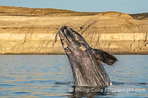 Breaching Southern Right Whale, Eubalaena australis, Golfo Nuevo, Peninsula Valdes, Argentina. By permission of the Government of Argentina, Chubut, permit # 51 / 2025-SsCyA, Eubalaena australis, Puerto Piramides
