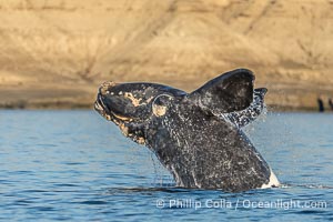 Breaching Southern Right Whale, Eubalaena australis, Golfo Nuevo, Peninsula Valdes, Argentina. By permission of the Government of Argentina, Chubut, permit # 51 / 2025-SsCyA, Eubalaena australis, Puerto Piramides
