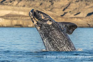 Breaching Southern Right Whale, Eubalaena australis, Golfo Nuevo, Peninsula Valdes, Argentina. By permission of the Government of Argentina, Chubut, permit # 51 / 2025-SsCyA, Eubalaena australis, Puerto Piramides