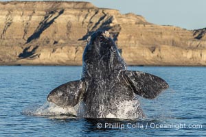 Breaching Southern Right Whale, Eubalaena australis, Golfo Nuevo, Peninsula Valdes, Argentina. By permission of the Government of Argentina, Chubut, permit # 51 / 2025-SsCyA, Eubalaena australis, Puerto Piramides
