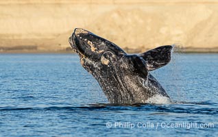 Breaching Southern Right Whale, Eubalaena australis, Golfo Nuevo, Peninsula Valdes, Argentina. By permission of the Government of Argentina, Chubut, permit # 51 / 2025-SsCyA, Eubalaena australis, Puerto Piramides