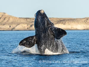 Breaching Southern Right Whale, Eubalaena australis, Golfo Nuevo, Peninsula Valdes, Argentina. By permission of the Government of Argentina, Chubut, permit # 51 / 2025-SsCyA, Eubalaena australis, Puerto Piramides