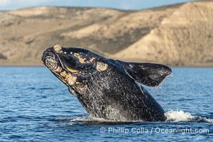 Breaching Southern Right Whale, Eubalaena australis, Golfo Nuevo, Peninsula Valdes, Argentina. By permission of the Government of Argentina, Chubut, permit # 51 / 2025-SsCyA, Eubalaena australis, Puerto Piramides