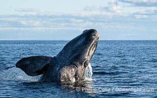 Breaching Southern Right Whale, Eubalaena australis, Golfo Nuevo, Peninsula Valdes, Argentina. By permission of the Government of Argentina, Chubut, permit # 51 / 2025-SsCyA, Eubalaena australis, Puerto Piramides