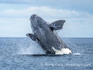 Breaching Southern Right Whale, Eubalaena australis, Golfo Nuevo, Peninsula Valdes, Argentina. By permission of the Government of Argentina, Chubut, permit # 51 / 2025-SsCyA, Eubalaena australis, Puerto Piramides