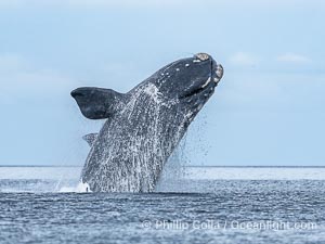 Breaching Southern Right Whale, Eubalaena australis, Golfo Nuevo, Peninsula Valdes, Argentina. By permission of the Government of Argentina, Chubut, permit # 51 / 2025-SsCyA, Eubalaena australis, Puerto Piramides