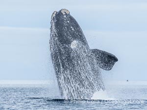 Breaching Southern Right Whale, Eubalaena australis, Golfo Nuevo, Peninsula Valdes, Argentina. By permission of the Government of Argentina, Chubut, permit # 51 / 2025-SsCyA, Eubalaena australis, Puerto Piramides
