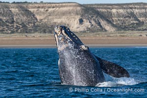 Breaching Southern Right Whale, Eubalaena australis, Golfo Nuevo, Peninsula Valdes, Argentina. By permission of the Government of Argentina, Chubut, permit # 51 / 2025-SsCyA, Eubalaena australis, Puerto Piramides