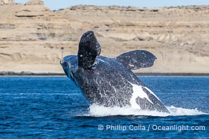 Breaching Southern Right Whale, Eubalaena australis, Golfo Nuevo, Peninsula Valdes, Argentina. By permission of the Government of Argentina, Chubut, permit # 51 / 2025-SsCyA, Eubalaena australis, Puerto Piramides