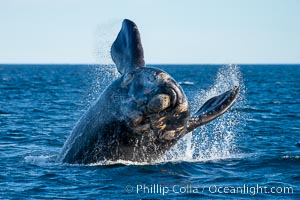 Breaching southern right whale, Eubalaena australis, Patagonia, Eubalaena australis, Puerto Piramides, Chubut, Argentina