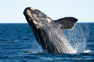 Breaching southern right whale, Eubalaena australis, Patagonia, Eubalaena australis, Puerto Piramides, Chubut, Argentina