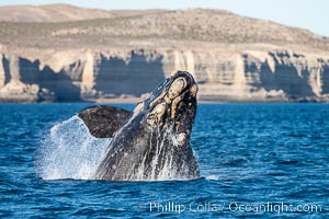 Breaching southern right whale, Eubalaena australis, Patagonia, Eubalaena australis, Puerto Piramides, Chubut, Argentina