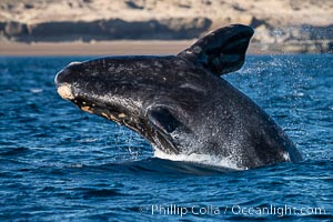 Breaching southern right whale, Eubalaena australis, Patagonia, Eubalaena australis, Puerto Piramides, Chubut, Argentina