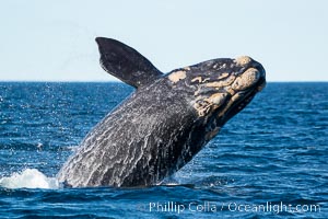 Breaching southern right whale, Eubalaena australis, Patagonia, Eubalaena australis, Puerto Piramides, Chubut, Argentina