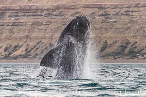 Breaching southern right whale, Eubalaena australis, Patagonia, Eubalaena australis, Puerto Piramides, Chubut, Argentina